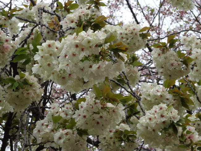 ふわふわもこもこの遅咲きの桜の始まりはもうすぐ引っ越す亀戸の外れから 亀戸 東京 の旅行記 ブログ By Yo Haiさん フォートラベル ふわふわもこもこの遅咲きの桜の始まりはもうすぐ引っ越す亀戸の外れから 亀戸 東京 の旅行記 ブログ By Yo Haiさん フォートラベル