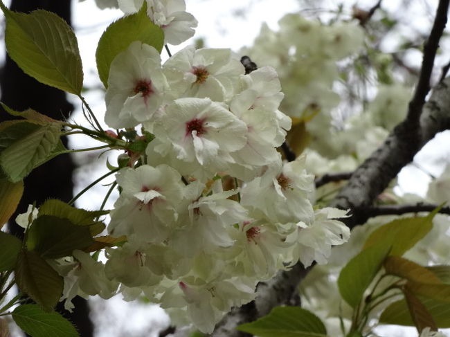 ふわふわもこもこの遅咲きの桜の始まりはもうすぐ引っ越す亀戸の外れから 亀戸 東京 の旅行記 ブログ By Yo Haiさん フォートラベル ふわふわもこもこの遅咲きの桜の始まりはもうすぐ引っ越す亀戸の外れから 亀戸 東京 の旅行記 ブログ By Yo Haiさん フォートラベル