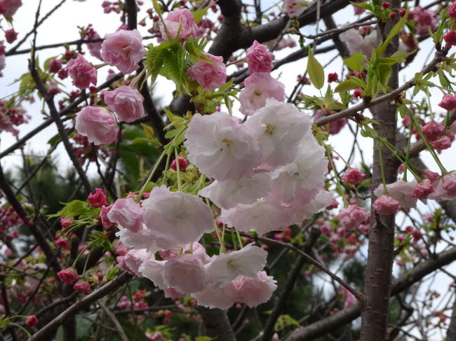 ふわふわもこもこの遅咲きの桜の始まりはもうすぐ引っ越す亀戸の外れから 亀戸 東京 の旅行記 ブログ By Yo Haiさん フォートラベル ふわふわもこもこの遅咲きの桜の始まりはもうすぐ引っ越す亀戸の外れから 亀戸 東京 の旅行記 ブログ By Yo Haiさん フォートラベル