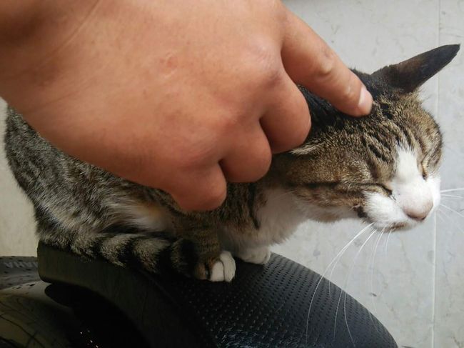 おっと！にゃんこ発見(=ﾟωﾟ=)<br /><br /><br />猫嫌いだった旦那も、<br />あたしが無理矢理猫を飼い始めてから<br />その可愛さにやられっぱなし…(∵)ﾎﾟ<br /><br /><br />今ではあたしよりも先に<br />猫を見付けて喜ぶくらいにｗ<br /> 