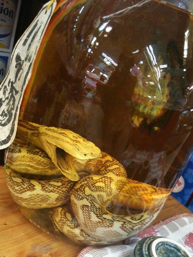 ハブです　~>゜)〜〜〜<br /><br /><br />残りのお土産を買い足し、早々とホテルへ<br />戻りチェックアウトします( ´∀`)/ｵｾﾜﾆﾅﾘﾏｼﾀ<br />