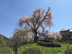 まずは、円山公園の有名な桜です。美しい！
