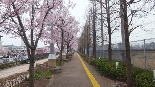 北陸新幹線で行く アオハライド ロケ地と桜巡り 富山県の旅行記 ブログ By Rosalindaさん フォートラベル