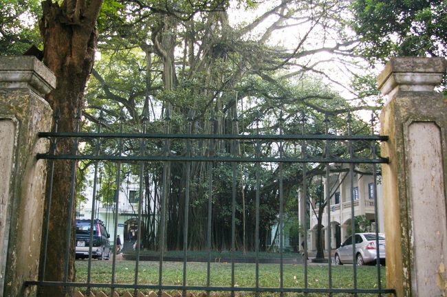 大きなガジュマルの木もあります。