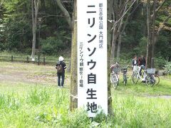 「新高島平」駅から団地の脇を通って１０分ほどで、「赤塚公園」の大門地区に着きました。

２月のウォーキングの際、ここを通り、「ニリンソウ」なるものの存在を知り、是非来てみたかった。

３月３０日〜４月５日までシンガポール＆マレーシアに行ってたので、桜の見頃を逃してしまい、ちょうど桜が散った頃からに見頃を迎えるというのもベストタイミングでした。