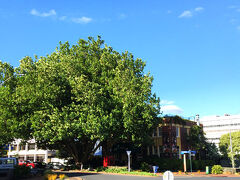 こちらは日中に撮ったお店。
大きな木で正面が覆われてます。