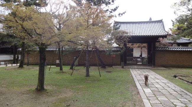 南大門を潜って先、左手にある勧学院。<br />そう、これ前回も不思議に思ったのですが、東大寺の中に勧学院。<br />勧学院って、もとは藤原氏子弟の為の学習機関ですよね…？<br />藤原氏の学習機関が勧学院、在原氏のそれが奨学院、と習った気がします。<br />時代が下ってから勧学院が一般的な名称になったのかしら？<br />ちなみに現在でも講義のようなことが行われているようです。