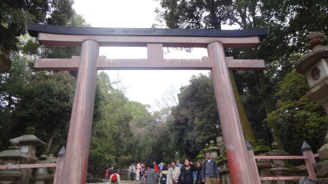 後、ぐるっとバスに乗り藤原氏の春日大社へ。<br /><br />こちらの宝物館には義経が納めたといわれる鎧があります。（錣がキラキラしいやつ）