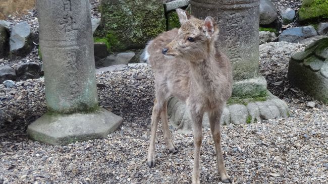 今回イチの美鹿。<br />鹿って結構美人と不細工あるよね…とは母の言葉でした。<br /><br />閑話休題。
