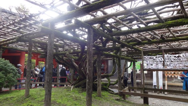 砂ずりの藤…そうだよね、まだ咲かないよね…ｗ<br /><br />いつか満開の藤を見てみたいです。わたし藤の満開ってみたことないんですよね…。（昨年ＧＷの平等院でもｲﾏｲﾁだったし…）