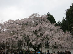 お見事としか言いようのない枝垂桜。「醍醐の花見」で太閤様もたいそうお楽しみだったことでしょう。（京都　醍醐寺）

A magnificent weeping cherry tree. Superb! (Daigoji Temple)