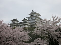 ジャジャーン！お化粧直しを終えたばかりの姫路城。さすがに「白鷺城」と呼ばれるだけあり、桜とも相俟ってなんとウツクシイことでしょう！天守閣見学は1h＋待ちで、再訪問を密かに決意する私であった....。

Himeji Castle (Hyogo Pref.) After a long rennovation work, the whole 
castle clearly represents the image of a white feathered heron opening 
its wings... 