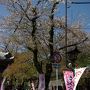 谷汲山華厳寺の桜並木参道と、根尾谷の薄墨桜