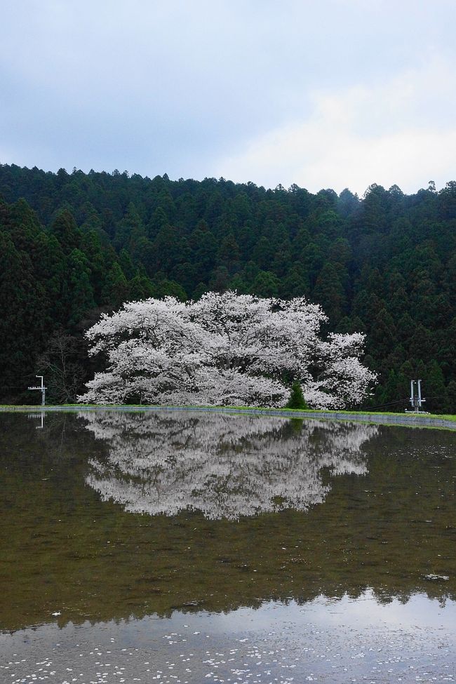 奈良の桜 約2.5㎞にわたる桜の名所や、日本のさくら名所百選に選ばれたお