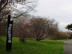 住宅地に隣接する、こんな公園の草地にもエゾエンゴサクが咲いていたり、そのそばにアズキナが生えていたりします。

　　　　　　　　　　　　　　　　　　　　千歳市　百年記念の森


