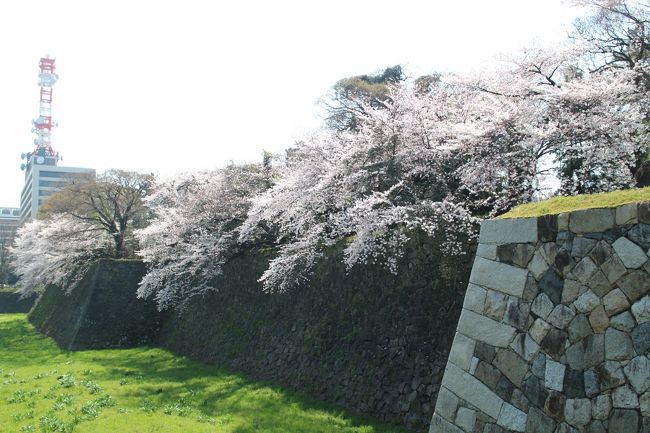 お濠沿いに桜がきれいに咲いていました。<br />