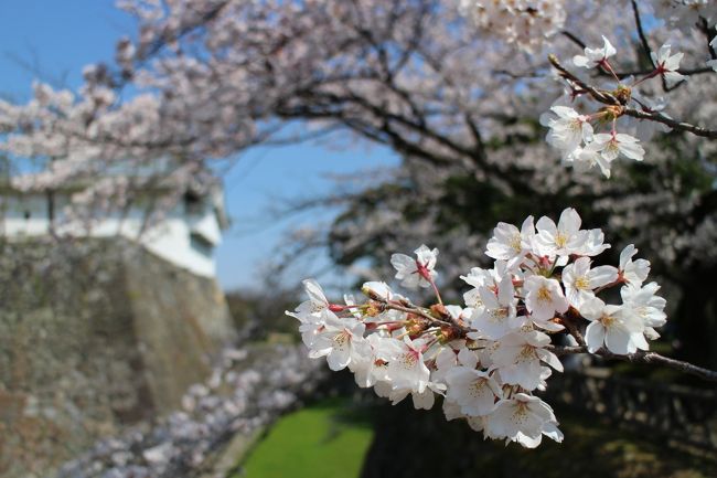 桜って本当に素敵な花だなぁ。