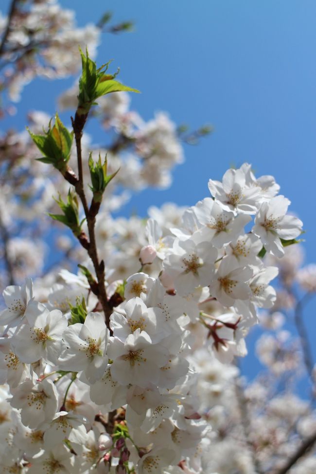 場所によってはもう葉が出てきているところもありましたが<br />全体的には8〜9分咲きといった感じでした。