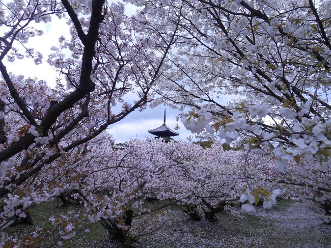 徳力富吉郎 常照光寺九重桜 （常照皇寺、山寺の魅力がタップリ