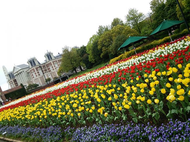 チューリップが一番いい時期でしたね。