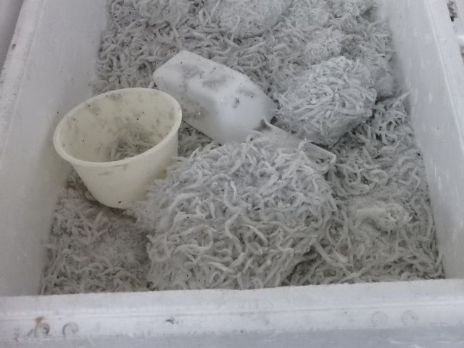 シラスも冷凍で持って帰れません。