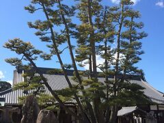 厳島神社の出口にある、大願寺には伊藤博文が植えたと言われる九本松があります。
その姿はなかなか見応えがあります。