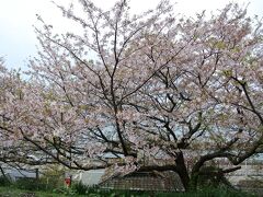 喜多灘駅は桜がまだ咲いていました！