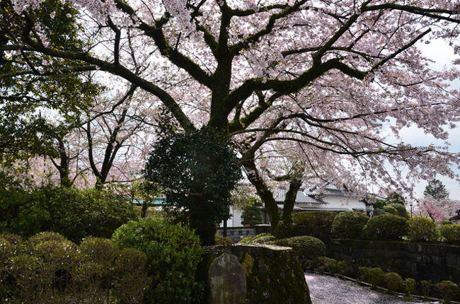 桜を見に富士宮へ 15 04 09 2 大石寺の桜 富士宮 静岡県 の旅行記 ブログ By てんとう虫さん フォートラベル 桜を見に富士宮へ 15 04 09 2 大石寺の桜 富士宮 静岡県 の旅行記 ブログ By てんとう虫さん フォートラベル