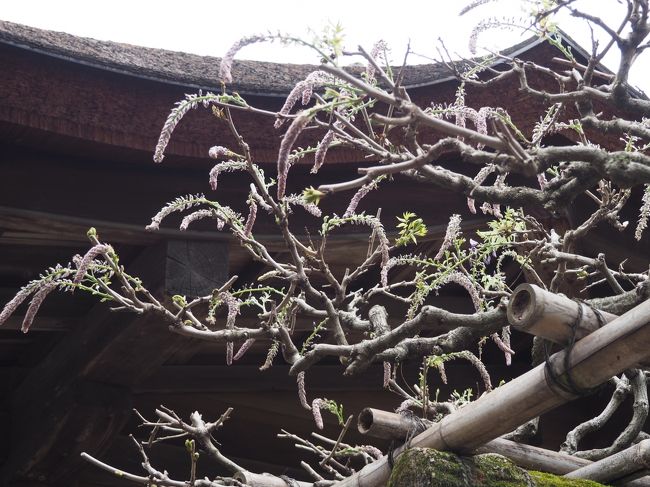 春日大社の砂ずりの藤は、まだまだつぼみ。