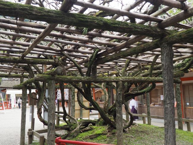 藤棚全体は、こんな感じです。<br />さっそく直会殿（なおらいでん）のよこにある、特別参拝の入り口のほうに行きます。<br />