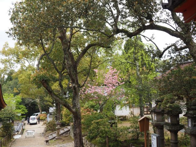 特別公開の期間だだらでしょうか、いつも撮影できていたところまで、撮影禁止になっています。<br />回廊の門から外を撮りました。<br />まずは、式年造替の間、神々様がお遷りになっているご仮殿参拝所に行きます。<br />次は、明治維新いらい初めてという、後殿（うしろどの）のほうに行きます。<br />すばらしいご本殿を、うしろから間近で参拝できるわけです。<br />後殿、第一殿と第二殿の間には、珍しい漆喰で塗り固めた磐座があります。<br />また、社もたくさん鎮座されており、いろいろな神様がお祀りされています。