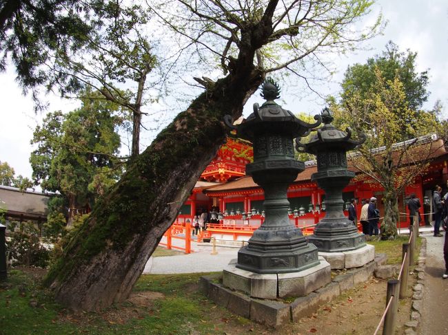 後殿のあとは、ご本殿をまえから参拝します。<br />二十年に一度の式年造替の間、神々様が仮御殿に御遷りになっており、その間こちらも間近で観ることができます。<br />第一殿と第二殿の間、そして第三殿と第四殿のあいだの壁には、綺麗に馬の絵が描かれていて、これが絵馬の始まりとのこと。<br />そして、第二殿と第三殿の間には、獅子の親子が描かれています。<br />素晴らしいですね。<br />