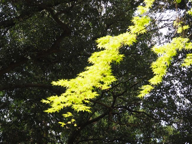 光があたって、新緑が綺麗です。