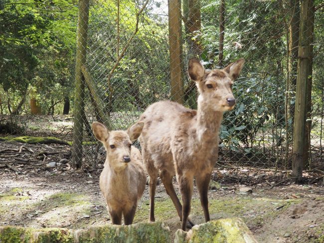 鹿の親子がいます。<br />お昼は、奈良県庁のすぐ近くにある、吉野本葛天極堂奈良本店にすることにしました。<br />ということで、県庁のほうに歩いていきます。