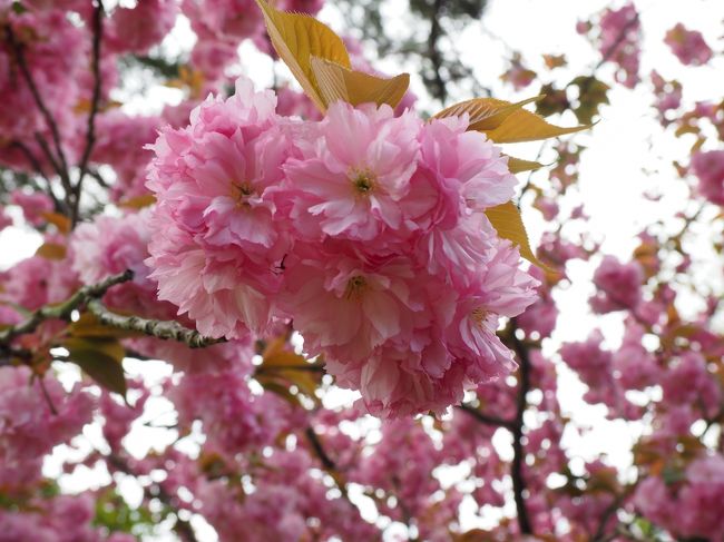 氷室神社の八重桜、綺麗に咲いています。