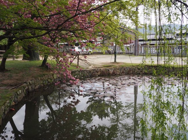 池に映る桜です。<br />柳も綺麗です。