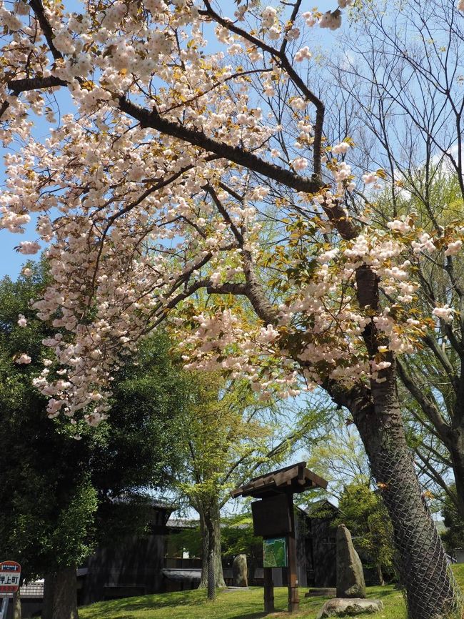 そこでも桜がきれいに咲いています。