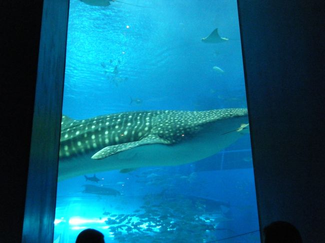 こんな感じで癒されます。<br /><br />ここでまったりするために水族館にくるようなものです。