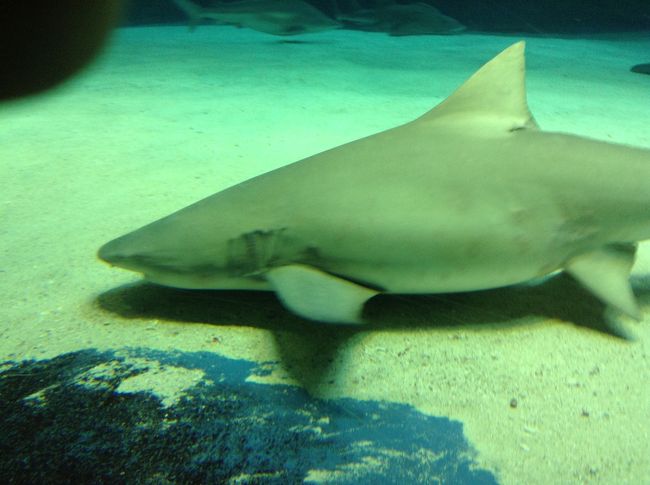 なぜかいつも、サメコーナーにひかれる子供。<br /><br />ジンベイザメの胎生が小さくてもジンベイの形でかわいい。<br /><br />