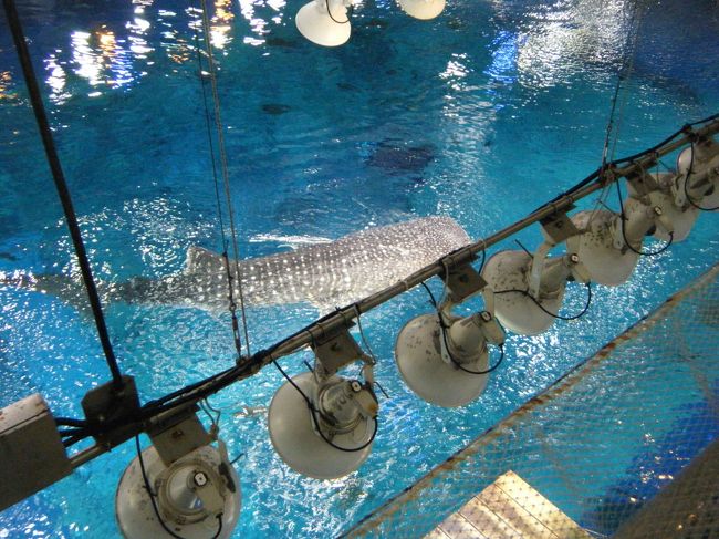 上からみたジンベイザメ