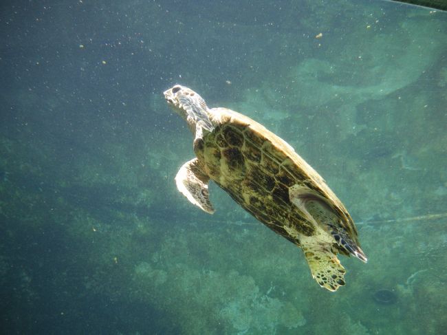 出口のショップはすごい人でした。<br /><br />カメ。