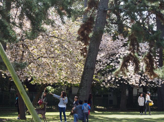 奈良県庁向かいの公園にも桜が咲いていて、人が集まっています。