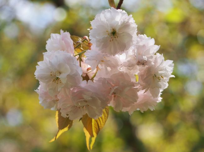 その桜をアップしてみました。