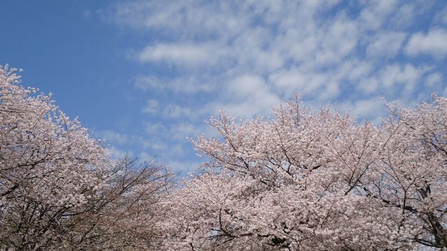 筋雲と桜が綺麗です。