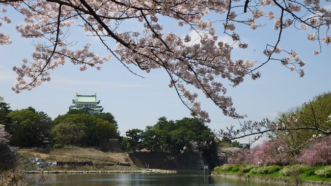 名古屋城と桜