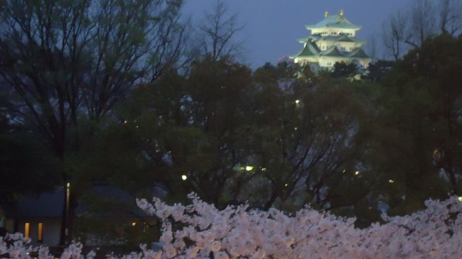 名古屋城の夜桜もいいですね。