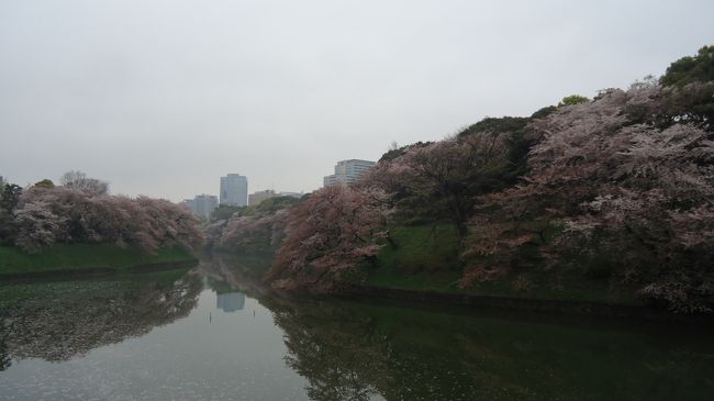 用事も終わり、会場から近かったので千鳥ヶ淵を散策。