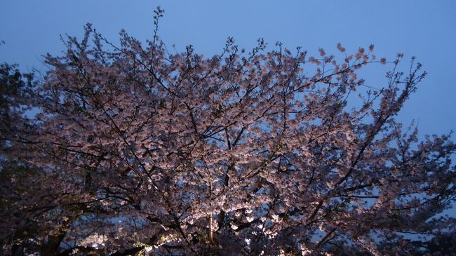 桜はピークを過ぎた感じでした。