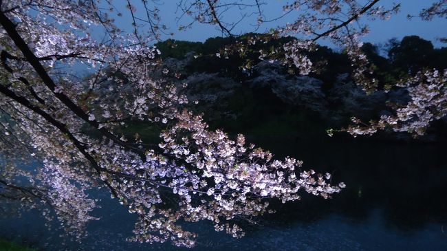 それでも日が暮れて辺りがライトアップされると、それはそれで美しいです。