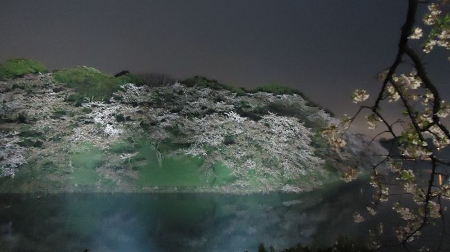 水に映える桜がまた美しい。